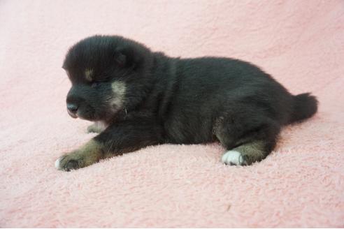 成約済の奈良県の柴犬-64583の2枚目