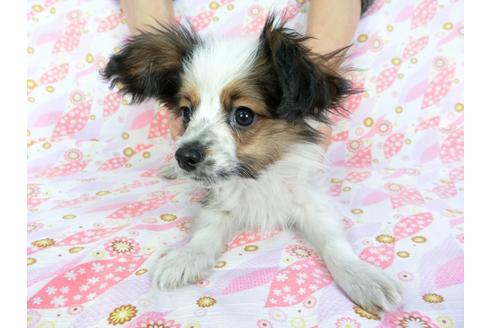 成約済の千葉県のパピヨン-61324の1枚目