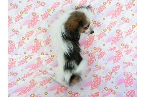 成約済の千葉県のパピヨン-61324の2枚目