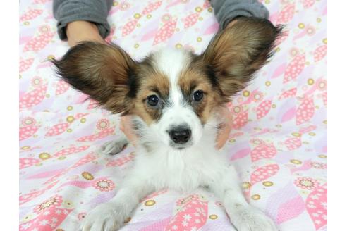 成約済の千葉県のパピヨン-61321の1枚目