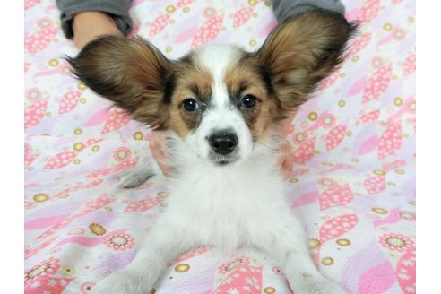 成約済の千葉県のパピヨン-61321の4枚目