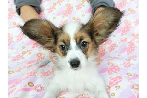 成約済の千葉県のパピヨン-61321の3枚目