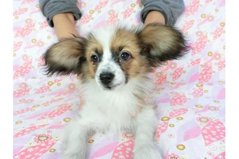 成約済の千葉県のパピヨン-61322の1枚目