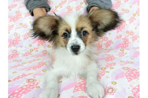 成約済の千葉県のパピヨン-61322の3枚目