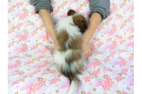 成約済の千葉県のパピヨン-61322の2枚目