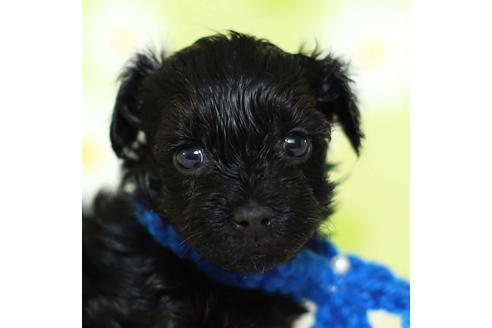 成約済の大分県のミックス犬-63523の1枚目