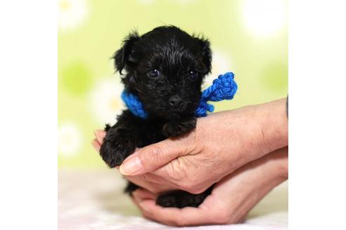 成約済の大分県のミックス犬-63523の3枚目