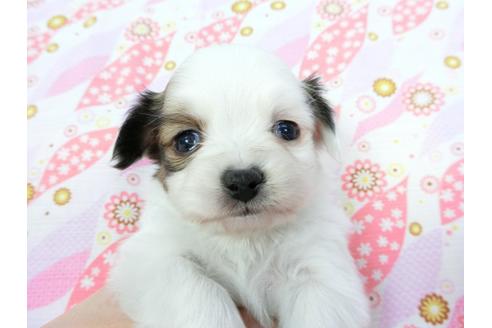 成約済の千葉県のパピヨン-64627の2枚目