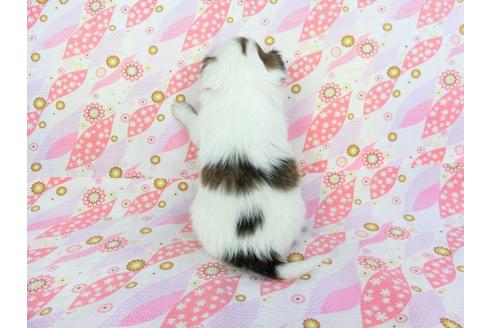 成約済の千葉県のパピヨン-64627の1枚目
