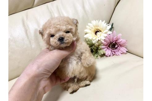 成約済の大阪府のトイプードル-64655の3枚目