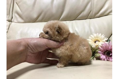 成約済の大阪府のトイプードル-64655の1枚目