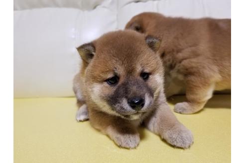 成約済の長崎県の豆柴-64669の2枚目