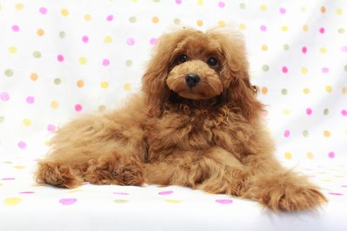 成約済の福岡県のトイプードル-64732の1枚目