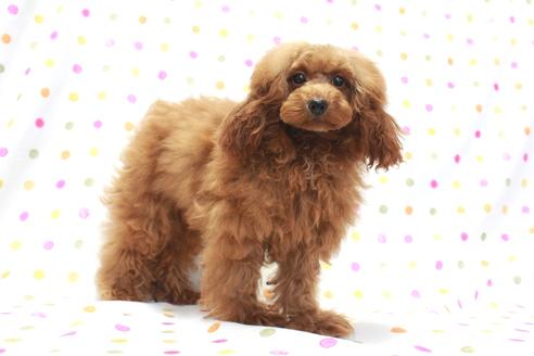 成約済の福岡県のトイプードル-64734の2枚目