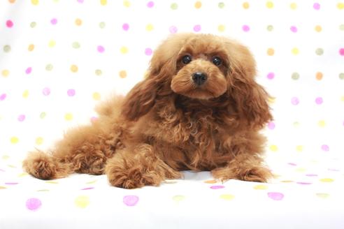 成約済の福岡県のトイプードル-64734の1枚目