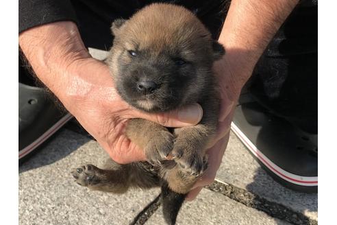 成約済の長崎県の柴犬-64736の9枚目