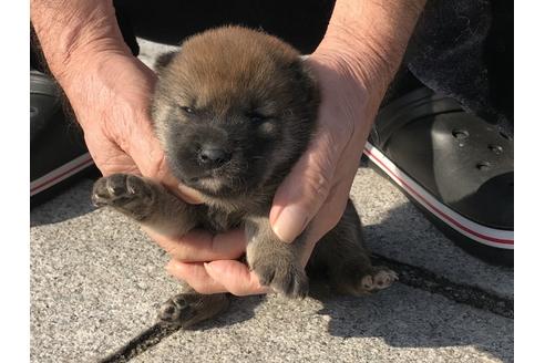 成約済の長崎県の柴犬-64736の8枚目