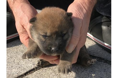 成約済の長崎県の柴犬-64736の7枚目