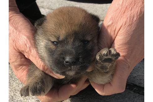 成約済の長崎県の柴犬-64736の6枚目