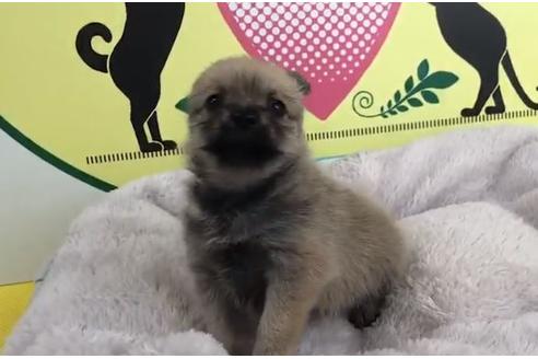 成約済の栃木県のミックス犬-64764の3枚目
