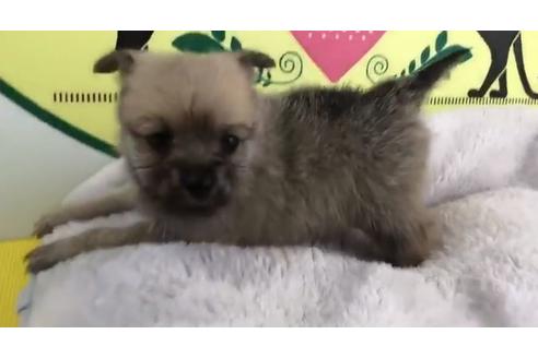 成約済の栃木県のミックス犬-64764の2枚目