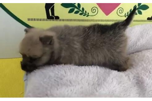 成約済の栃木県のミックス犬-64764の1枚目