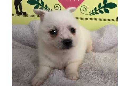 成約済の栃木県のミックス犬-64765の3枚目