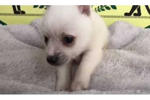 成約済の栃木県のミックス犬-64765の2枚目