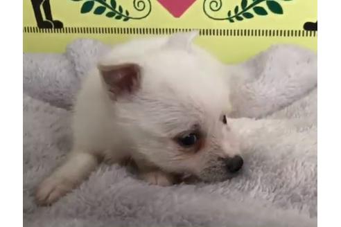 成約済の栃木県のミックス犬-64765の1枚目