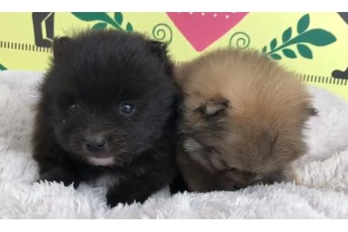成約済の栃木県のポメラニアン-64771の1枚目