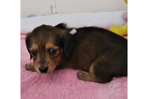 成約済の岩手県のカニンヘンダックスフンド(ロングヘアード)-64782の2枚目