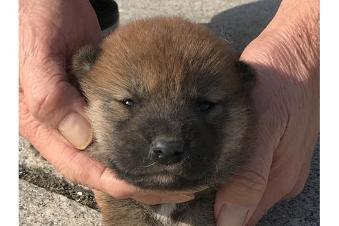 成約済の長崎県の柴犬-64824の10枚目