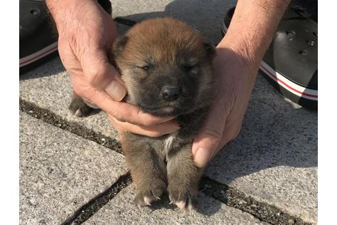 成約済の長崎県の柴犬-64824の9枚目