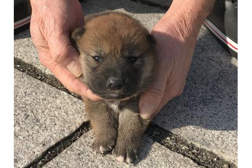 成約済の長崎県の柴犬-64824の8枚目