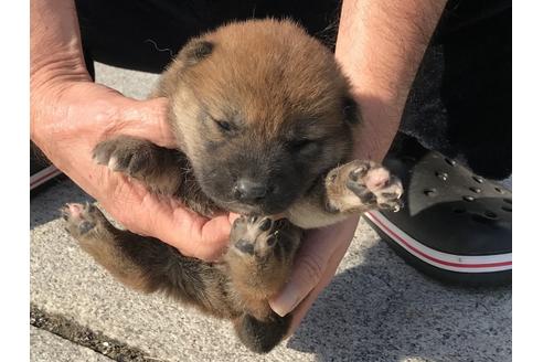 成約済の長崎県の柴犬-64824の7枚目