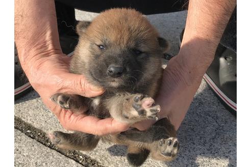 成約済の長崎県の柴犬-64824の6枚目