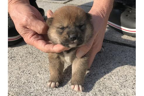 成約済の長崎県の柴犬-64825の9枚目