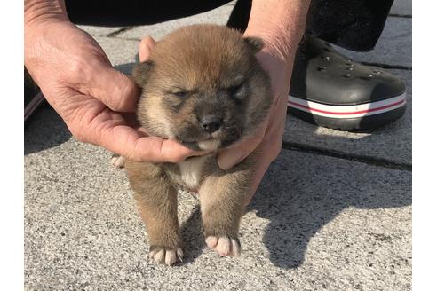 成約済の長崎県の柴犬-64825の8枚目