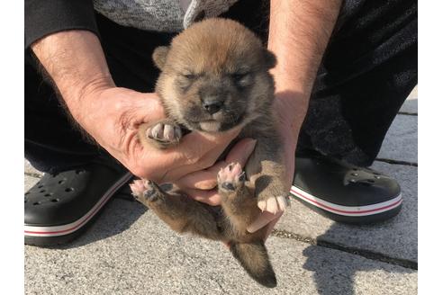 成約済の長崎県の柴犬-64825の7枚目