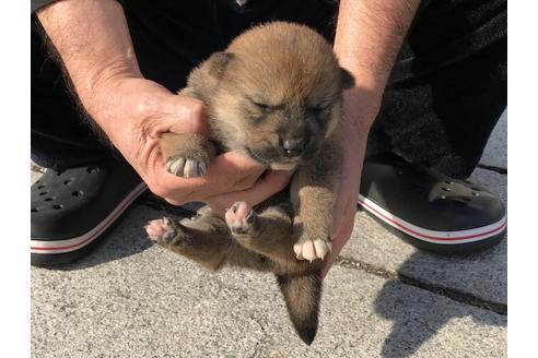 成約済の長崎県の柴犬-64825の6枚目