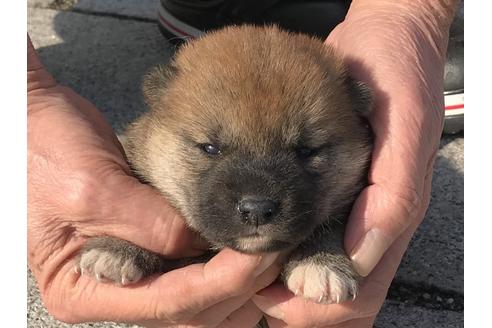 成約済の長崎県の柴犬-64827の10枚目