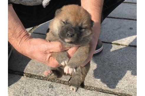 成約済の長崎県の柴犬-64827の9枚目