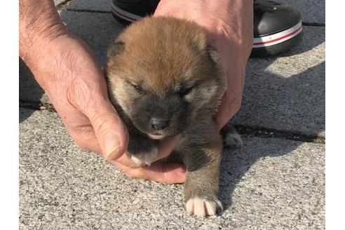 成約済の長崎県の柴犬-64827の8枚目