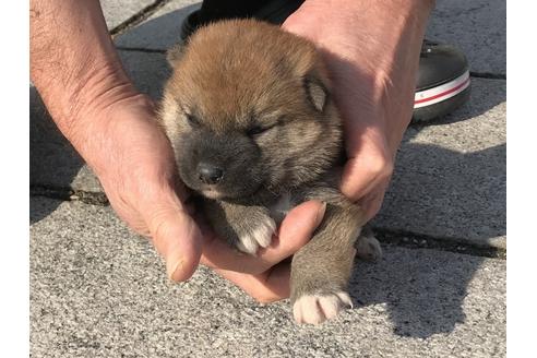 成約済の長崎県の柴犬-64827の7枚目