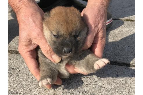 成約済の長崎県の柴犬-64827の6枚目