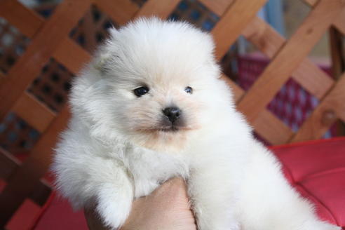 成約済の京都府のポメラニアン-64835の1枚目