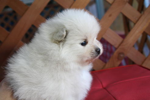 成約済の京都府のポメラニアン-64835の4枚目