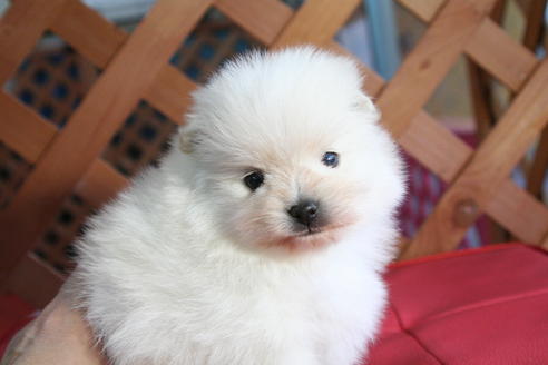 成約済の京都府のポメラニアン-64835の3枚目