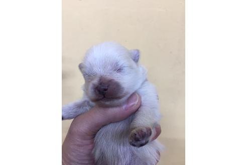 成約済の京都府のポメラニアン-64835の2枚目