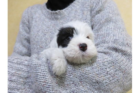 成約済の愛知県のシーリハムテリア-63579の1枚目